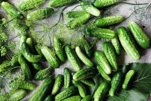 Kumare Rodnichok - opis sorte s fotografijo, gojenje, pregledi semen, letina