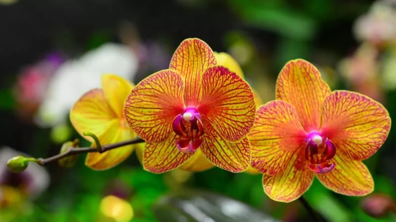 Korak po korak presađivanje orhideje Phalaenopsis kod kuće, značajke odabira lonca i tla