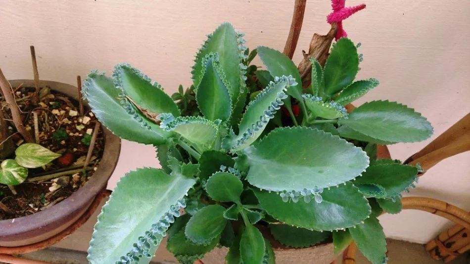 Kalanchoe nakon cvatnje - što učiniti za pomlađivanje biljke + Video