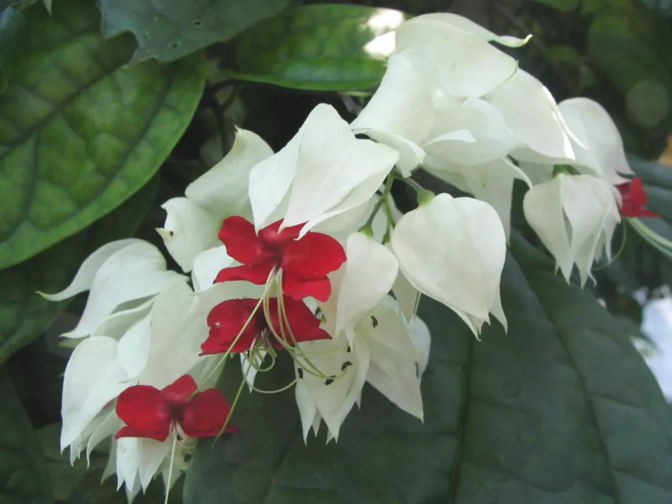 Clerodendrum: wszystkie niuanse pielęgnacji kwiatu w domu + zdjęcie i wideo
