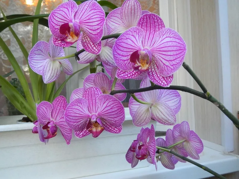 Jak dlouho žijí orchideje (phalaenopsis a další) doma a jak zjistit stáří rostliny