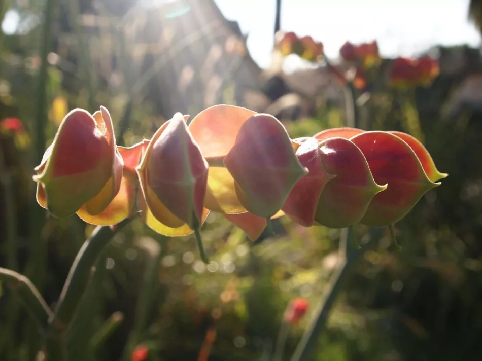 Pedilanthus: domácí péče s fotografiemi a videi