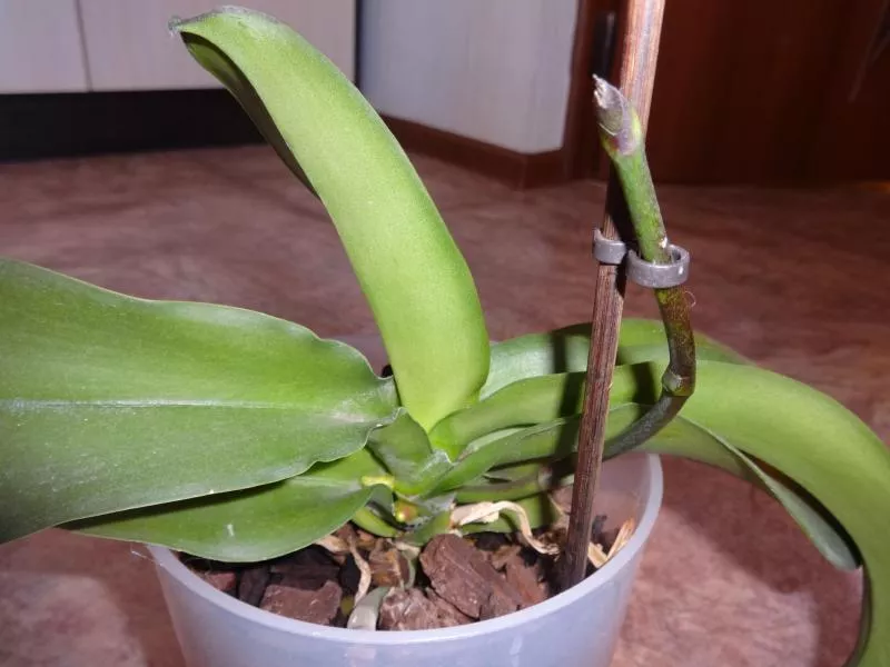 Reprodukcija orhideje Phalaenopsis kod kuće uz pomoć djece, reznice stabljike, sjemenke, značajke njege s fotografijom
