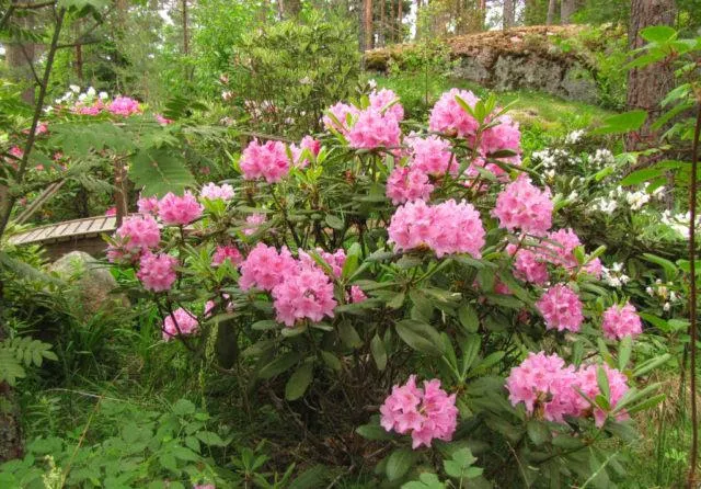Péče o rododendrony na podzim a příprava na zimu - prořezávání, úkryt a další práce - Orchardo.ru - vytvořte si svůj vysněný pozemek vlastníma rukama
