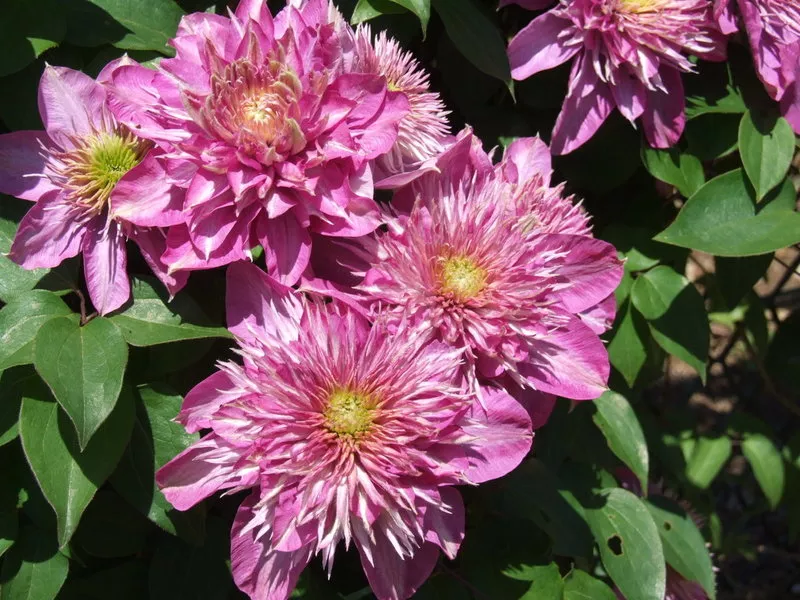 Clematis Kaiser (Kaiser) - fotografija i opis sorte, grupa za obrezivanje, nijanse sadnje i njege