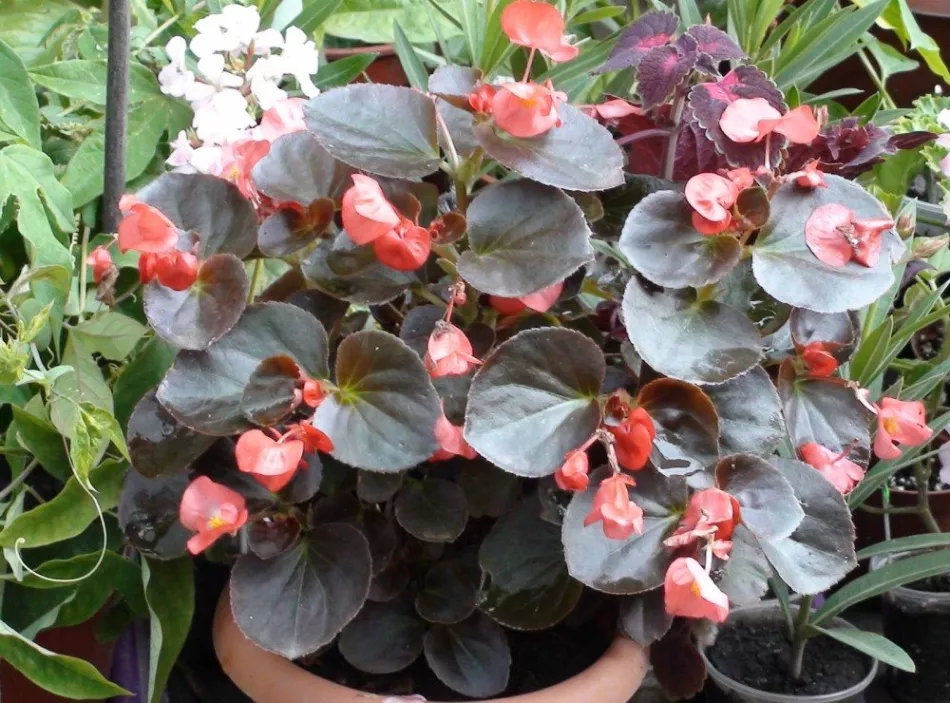 Collar Begonia - sve tajne ove sobne biljke + Video