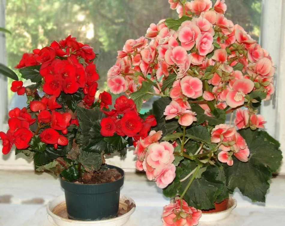 Stále kvetoucí Begonia doma - péče a údržba + Video