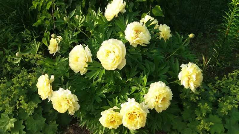 Ito-peonies: opis hibrida sa fotografijama, nijanse sadnje i njege