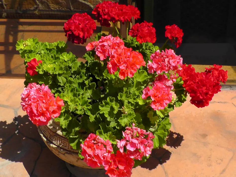 Jak doma přesazovat muškáty, jak zasadit pelargonium bez kořenů a kdy je na to nejvhodnější