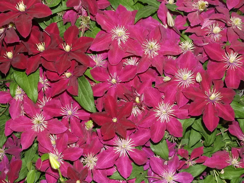 Clematis Niobe (Niobe) - fotografija i opis sorte, grupa rezidbe, nijanse sadnje i njege