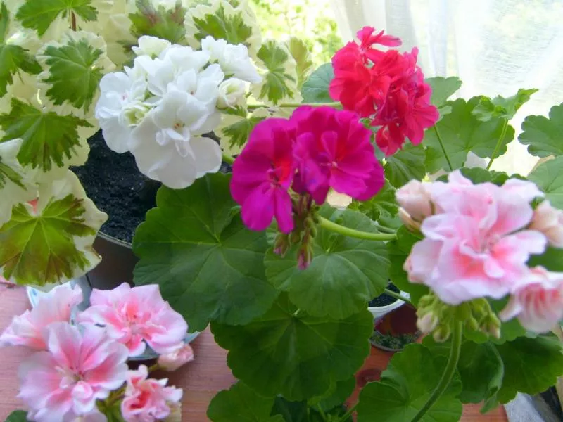 Geranium: u kojim slučajevima ga ne treba držati u kući - Orchardo.ru - stvorite svoju parcelu iz snova vlastitim rukama