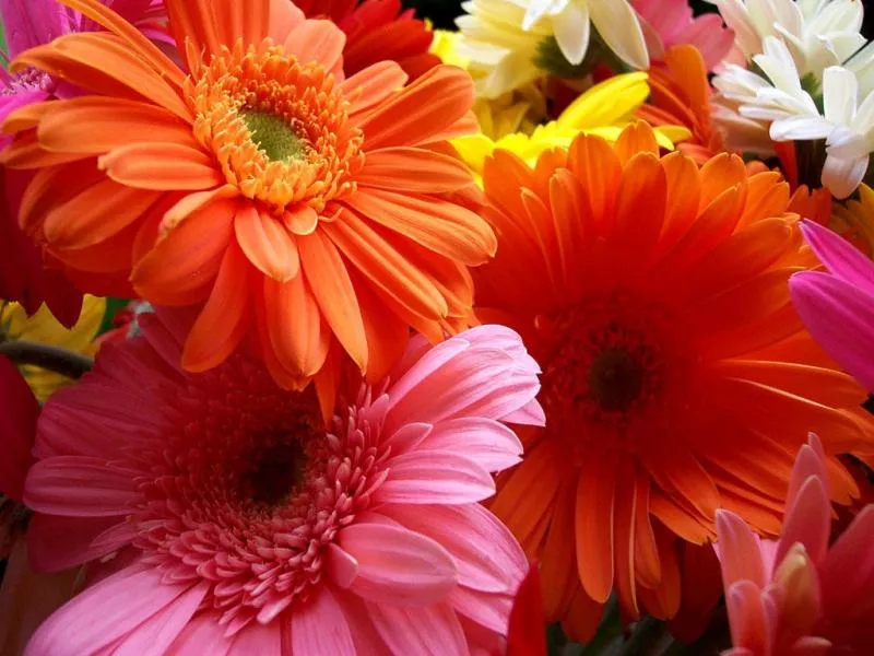 Gerbera pokojowa: pielęgnacja domowa, fotografia, wyrastanie z nasion w doniczce, dlaczego nie kwitnie, choroby