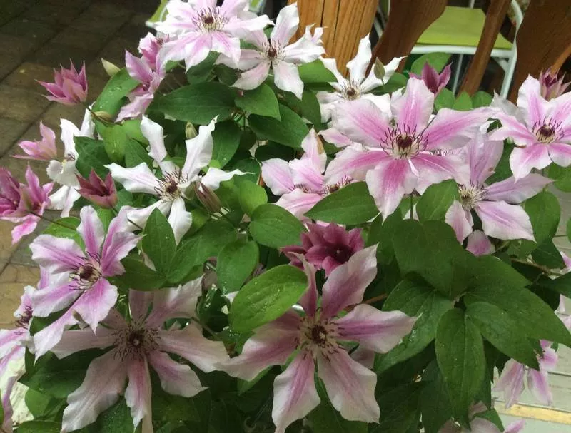 Clematis Pink Fantasy (Pink Fantasy) - fotografie a popis odrůdy, skupiny prořezávání, výsadby a nuance péče