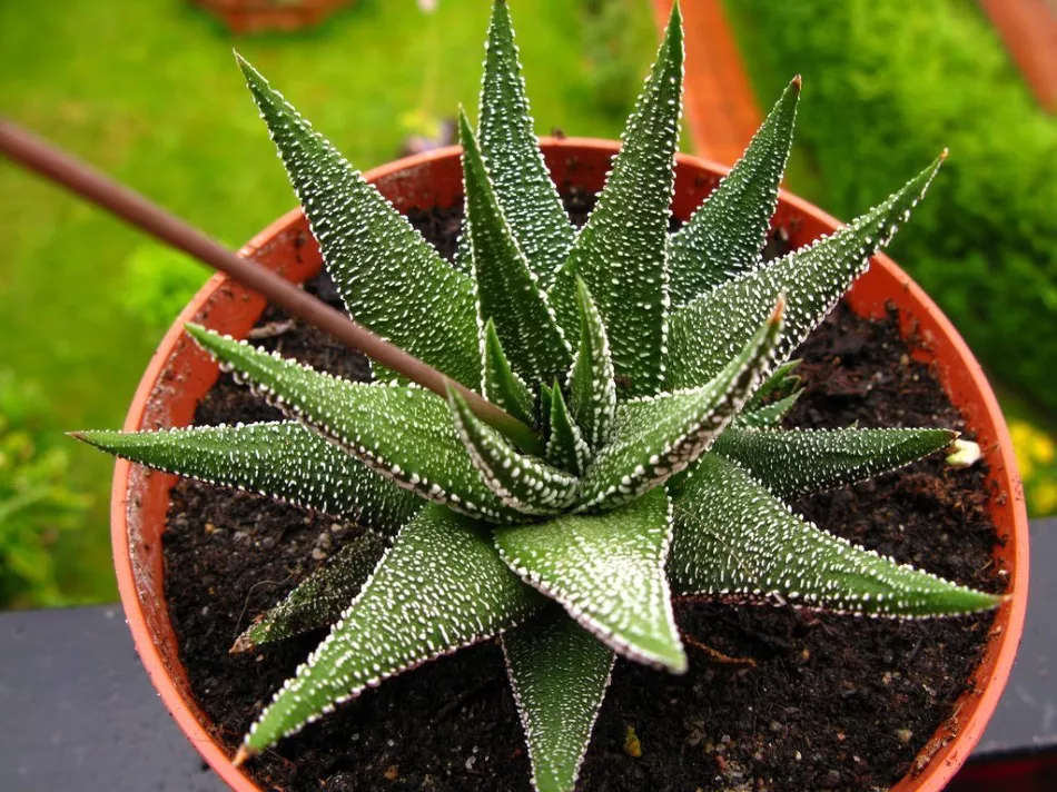 Haworthia: druhy květin, péče a reprodukce doma + foto a video