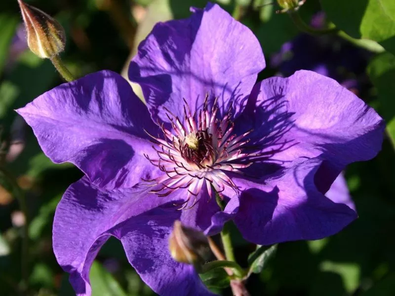 Clematis President - fotografija i opis sorte, grupa za obrezivanje, nijanse sadnje i njege