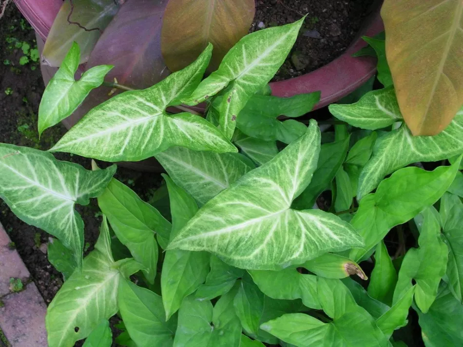 Syngonium: sve nijanse njege biljaka kod kuće + fotografija i video