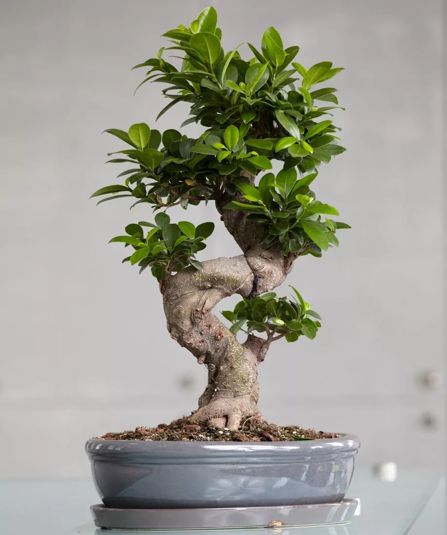Udělej si sám fikus bonsai: Benjamin, microcarp a další, domácí péče, jak je správně pěstovat