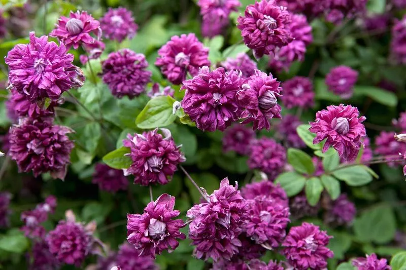 Clematis Purpurea Plena Elegance - fotografija i opis sorte, grupe za obrezivanje, nijanse sadnje i njege