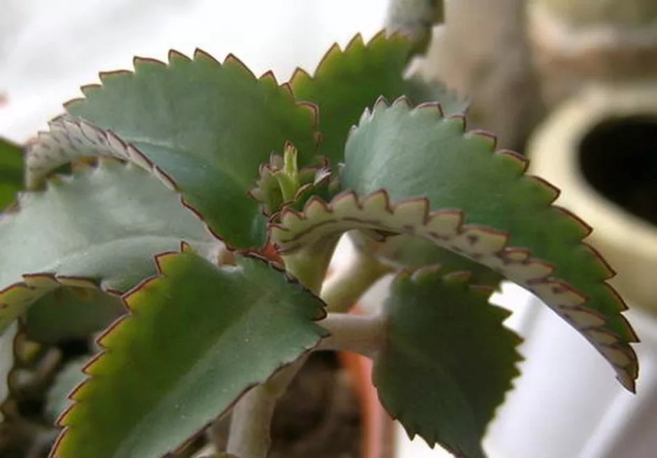Kako gojiti Kalanchoe doma - osnovna pravila + Video