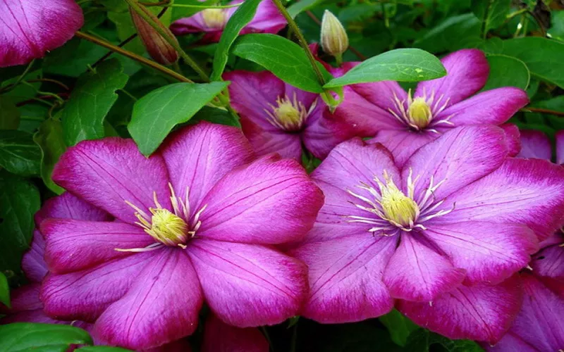 Clematis Ville de Lyon - fotografija i opis sorte, grupa rezidbe, nijanse sadnje i njege