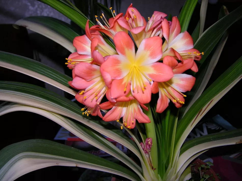 Clivia: nezahtevna lepotica