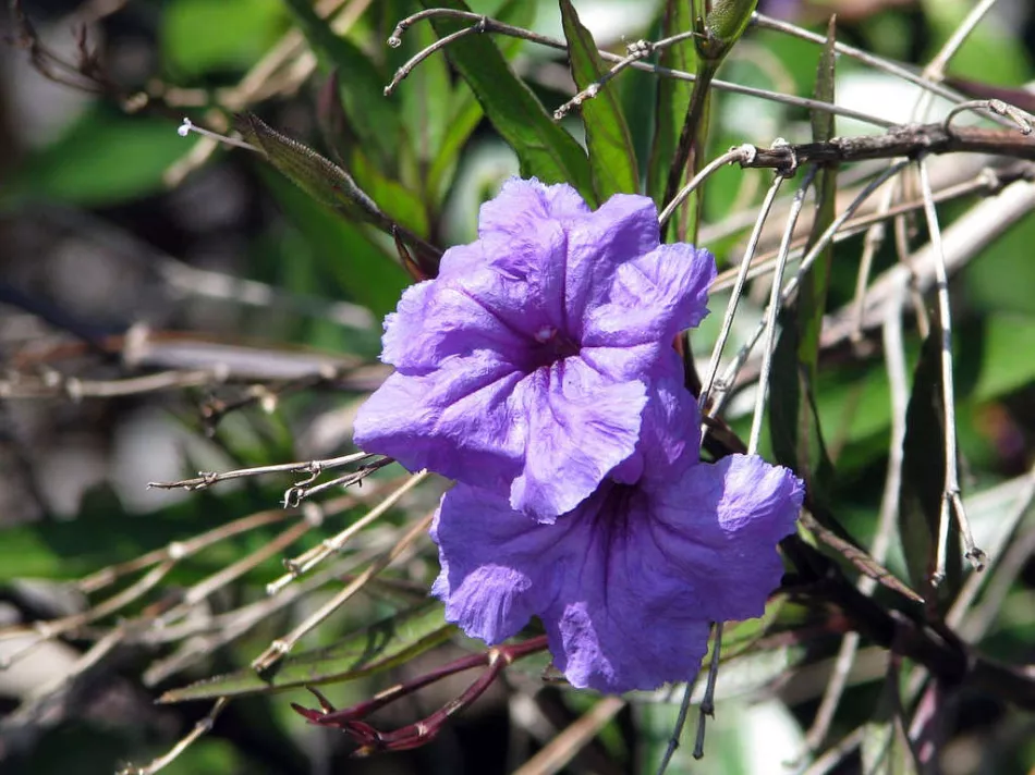 Ruellia: domácí péče, odrůdy s fotografiemi, včetně červené, Portella a jejich vlastnosti