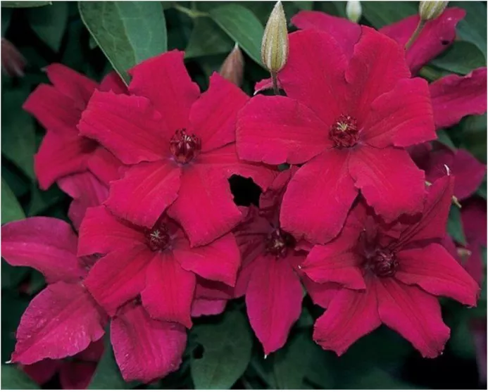 Clematis Cardinal Vyshinsky - fotografie a popis odrůdy, skupina prořezávání, pěstitelská funkce - Orchardo.ru - vytvořte si svůj vysněný pozemek vlastníma rukama