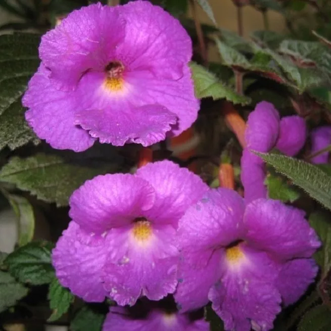 Botanický popis a podmienky pestovania gloxínie