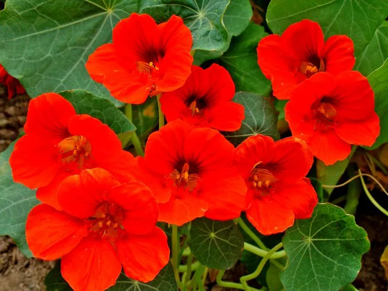 Nasturtium: gojenje iz semen, sajenje in nega na gredici, balkonu, na prostem + fotografija in video