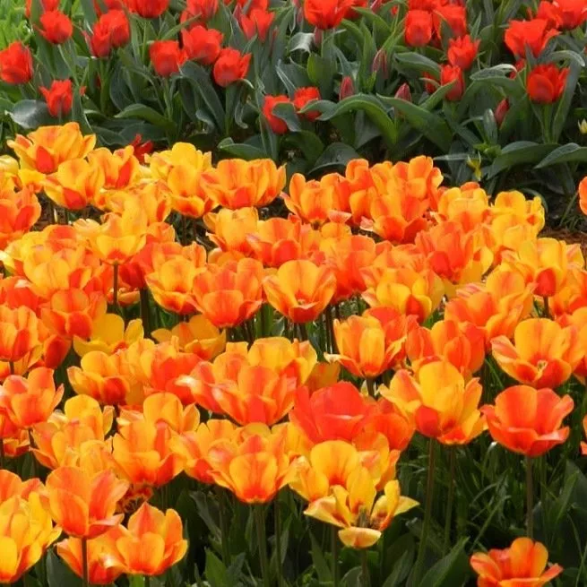 Výsadba tulipánov do nádob a košov