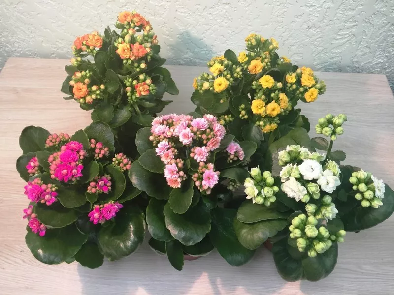 Péče o Kalanchoe v zimě doma: zalévání, hnojení a další aspekty