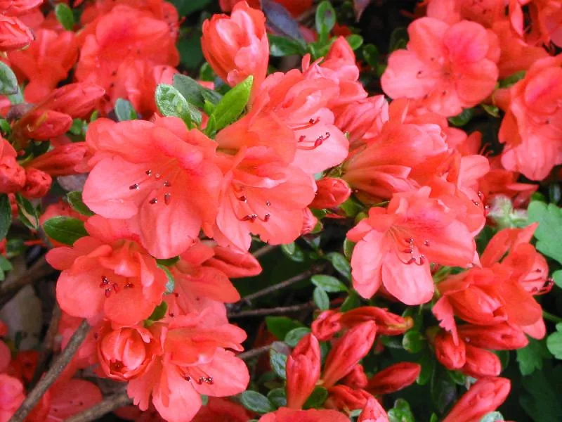 Azalea (sobni rododendron): kako se brinuti kod kuće, sadnja, značajke njege nakon kupnje, fotografija