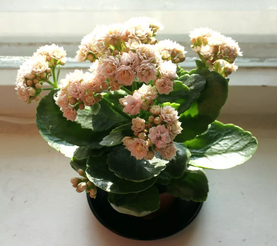 Značilnosti nege Kalanchoe kalandiva - Orchardo.ru - ustvarite svojo sanjsko parcelo z lastnimi rokami