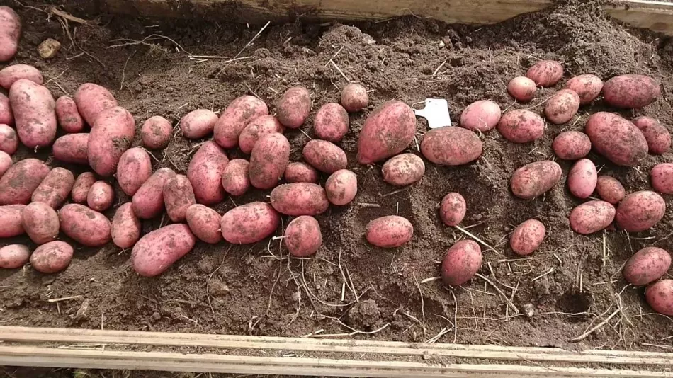 Potato Rocco: popis odrůdy s fotografiemi a recenzemi, vlastnosti a vlastnosti pěstování