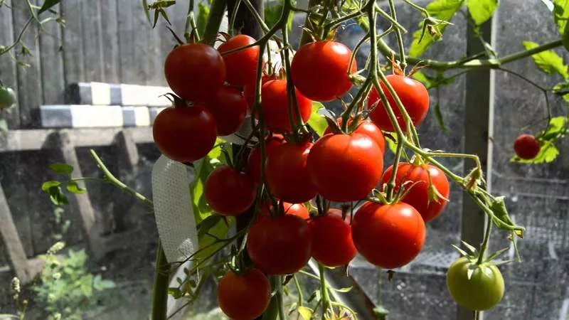 Odrůda rajčat Red Cherry, popis s fotografií, charakteristika a recenze, pěstitelské nuance