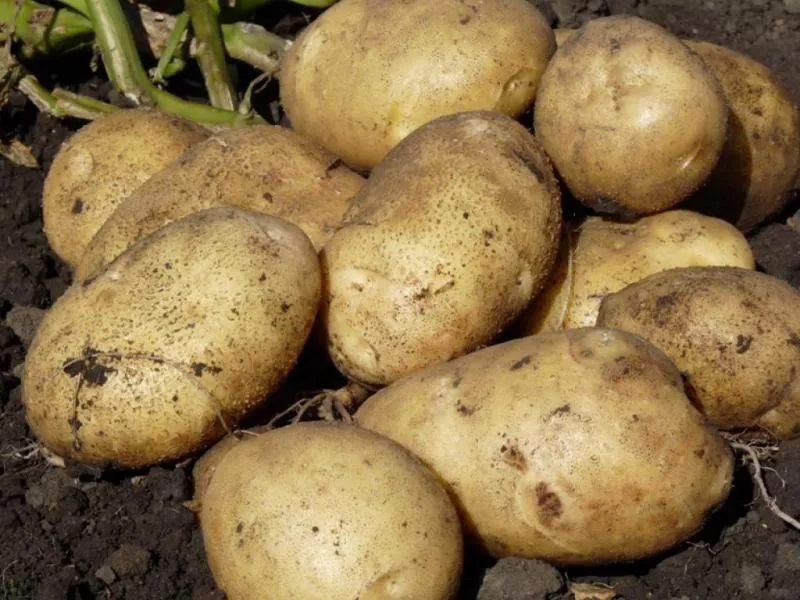 Odrůdy brambor pro severozápadní oblast, včetně Leningradské oblasti: popis s fotografií, vlastnosti výsadby a pěstování