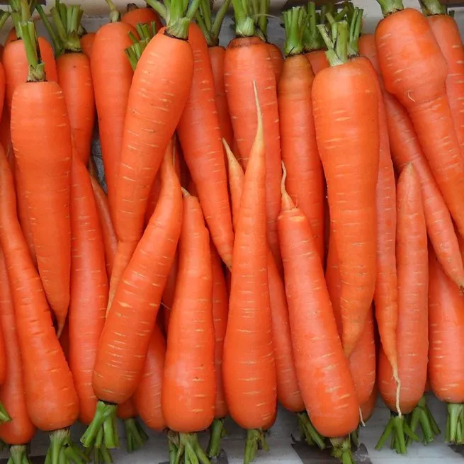 Aké vitamíny obsahuje mrkva a čo ovplyvňuje