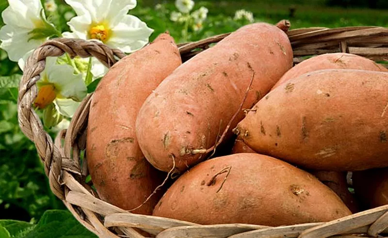 Potato Lapot: popis odrůdy s fotografií, pravidla pěstování a recenze