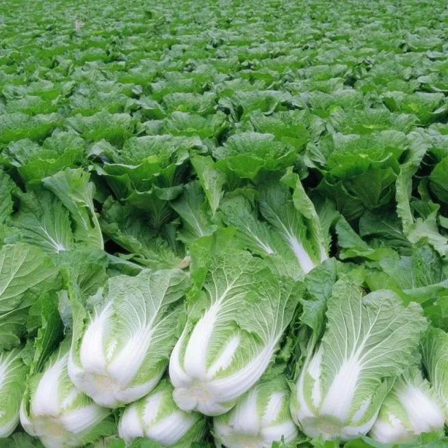 Čínska kapusta - kalórie a nutričné ​​vlastnosti + Video