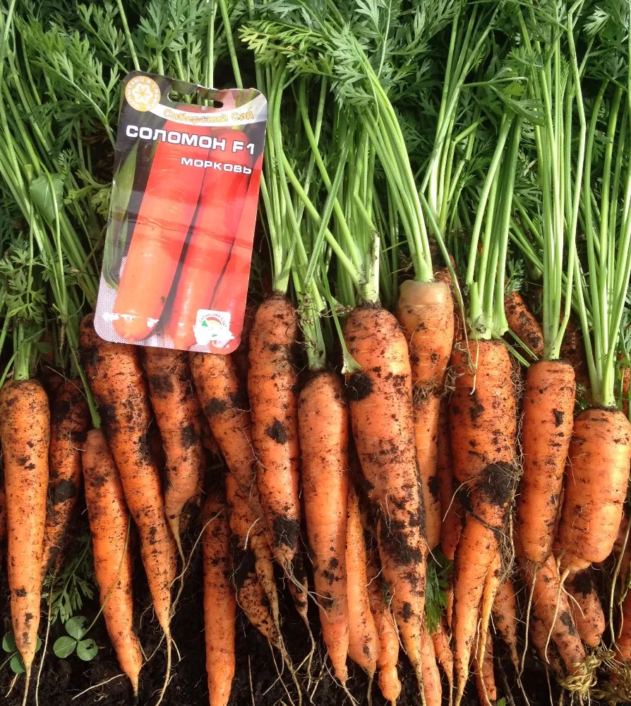 Лучшие сорта моркови для средней полосы. Морковь Кантербюри f1.