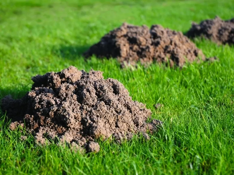 Čo je dobré na tom byť vedľa krtka na pozemku