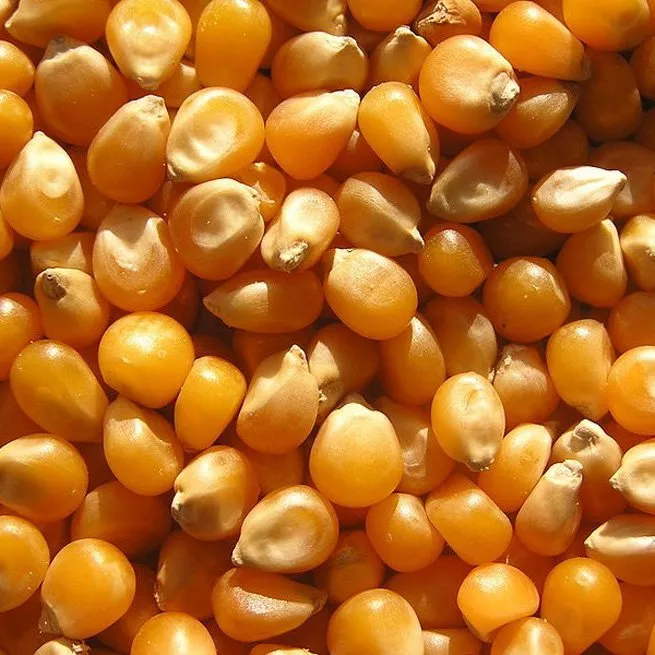 Kako se pobira koruza za zrnje ali silažo