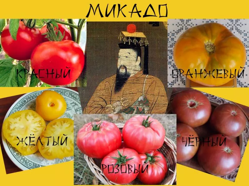 Сорт томатів Мікадо, опис, характеристика та відгуки, а також особливості вирощування