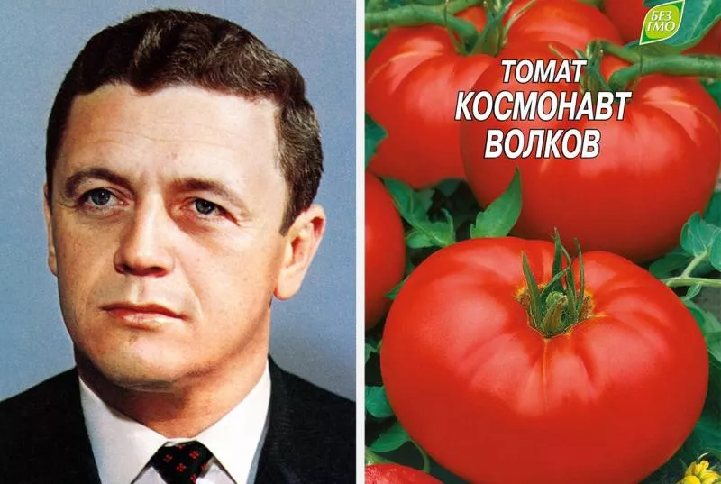 Sorta paradižnika Cosmonaut Volkov, opis, značilnosti in pregledi, pa tudi značilnosti gojenja
