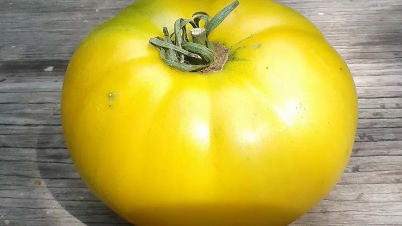 Odrůda rajčat Giant Lemon, popis, vlastnosti, fotografie a recenze, stejně jako vlastnosti pěstování