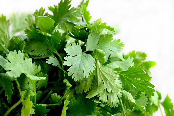 Raste li cilantro nakon rezanja: kada se može rezati, pravila za sadnju i sakupljanje sjemena