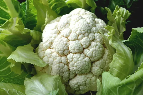 Rastie karfiol v tieni alebo na slnku? Kde je najlepšie miesto na pestovanie?