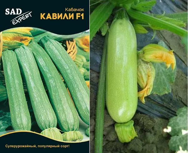 Кабачок Кавілі: опис сорту, його переваги та недоліки, особливості вирощування на відкритих грядках та у парнику