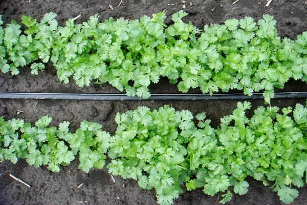 Cilantro - pestovanie a starostlivosť na otvorenom poli: ako zasadiť semená v krajine