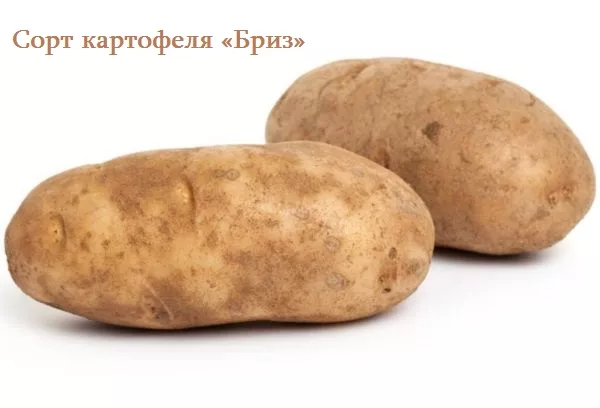 Сорт картоплі «Бриз» - опис сорту та характеристика, смакові якості